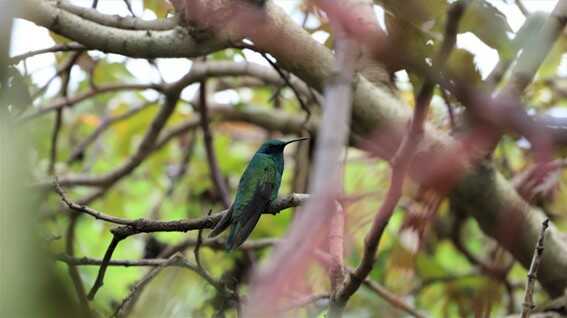 El colibrí es un ave que puede ser vista en diversos ecosistemas de Bogotá. Foto: Comunicaciones, Secretaría de Ambiente